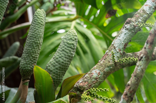 Fruits of Monstera deliciosa. Monstera deliciosa fruit can be eaten if you tap the fruit and its scales fell off. If not it mean that you picked it a bit to early.