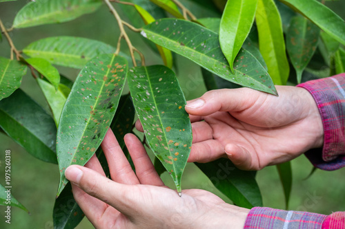 Cropped shot view of gardener holding durian tree leaf with Algal leaf spot occurs caused by the parasitic algae appears as rust-colored patches on leaves.