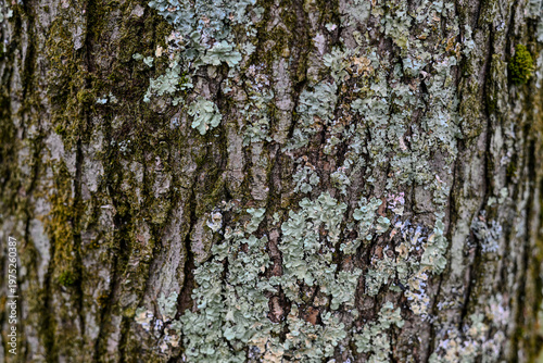 Obraz na płótnie Mossy Tree Bark textured background