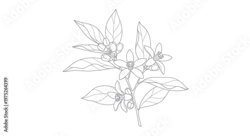 Hand-drawn orange blossom branch with leaves and buds, line art illustration