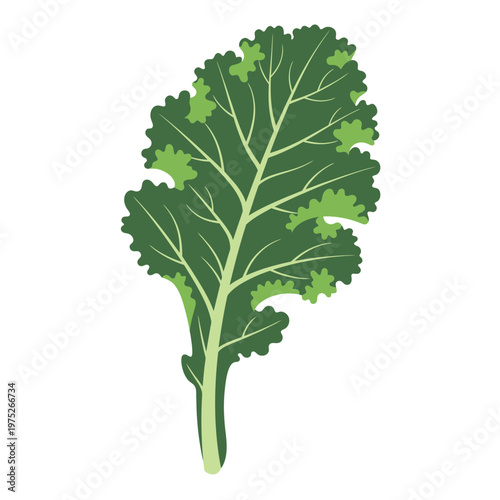 Delicious green kale leaf isolated, representing healthy food and nutrition