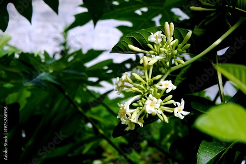 Schilderij op canvas The flowers of papaya plant or carica papaya are yellowish green in color, often