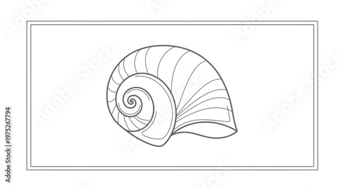 Elegant Seashell Spiral Outline, Nautical Nature Illustration