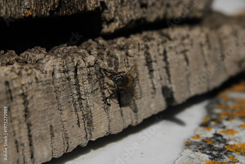 Canvastavla Bees and life in the beehive