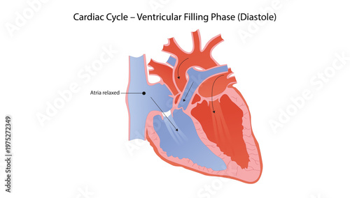 Cardiac Cycle – Ventricular Filling Phase (Diastole)
Diagram showing blood flow during diastole with atrial relaxation and passive ventricular filling.