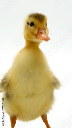 A close up portrait of a small fluffy yellow duckling standing against a clean white background