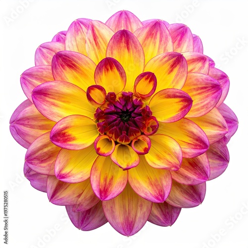 Vibrant pink and yellow dahlia flower blossom on white backdrop detailed petals creating a symmetrical botanical floral pattern