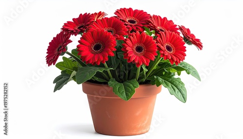 Vibrant red Gerbera daisies blooming in terracotta pot against a bright white backdrop showcasing fresh spring flowers