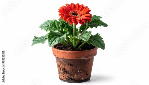 Vibrant red gerbera daisy flower in a terracotta pot against a clean white background offering cheerful spring vibes