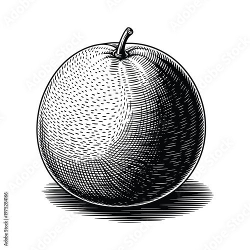Orange fruit etching style hand drawn illustration vector isolated object.