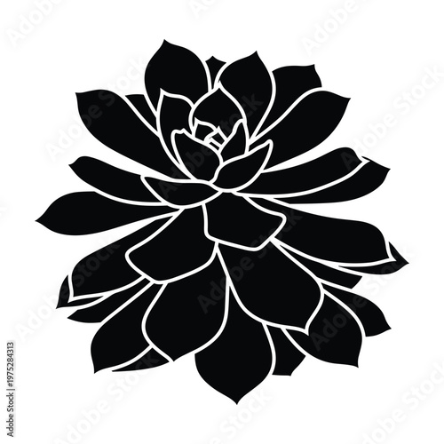 Succulent plant detailed black silhouette vector illustration botanical art.