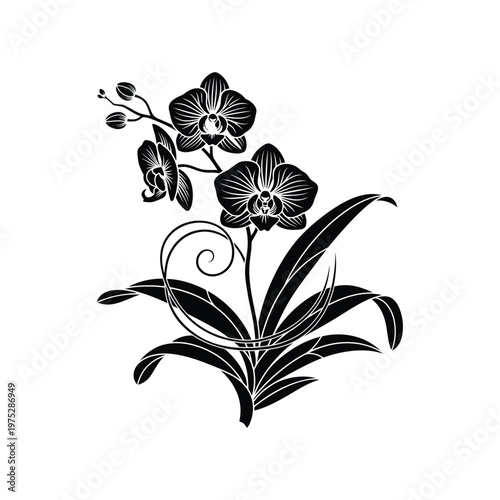 Black and white illustration of a delicate orchid branch with swirling leaves and buds, elegant floral design