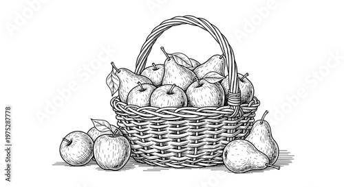 A detailed black and white vintage-style drawing of a woven basket overflowing with fresh apples and pears on a white background.