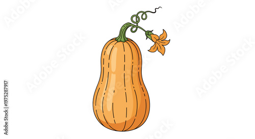 A detailed hand-drawn illustration of a ripe butternut squash with a small yellow flower blooming from its curly vine.