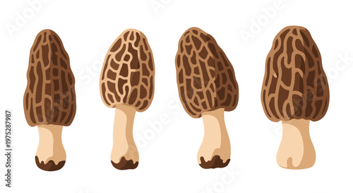 A set of four detailed illustrations of wild morel mushrooms showing different angles and shapes on a clean white background.