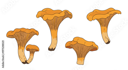 Set of four beautifully illustrated edible yellow chanterelle mushrooms from different angles on a white background.