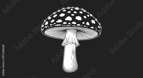 Detailed black and white engraving-style illustration of a fly agaric mushroom on a solid dark background.