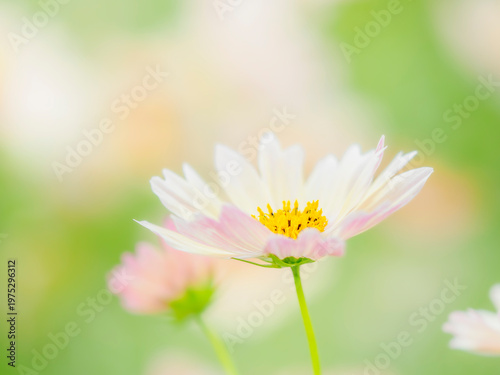 やさしいクリーム色のコスモス。秋の公園や花壇を彩るコスモスのある風景。ふんわりした雰囲気。背景。自然風景素材。