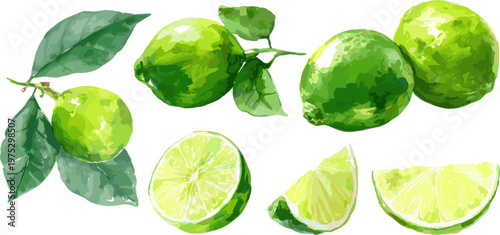 Collection of lime fruits, whole and sliced, vector illustration isolated on white background