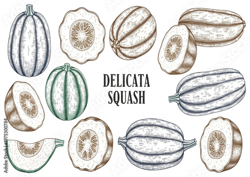 Delicata Squash Variety A Detailed Collection of Illustrations