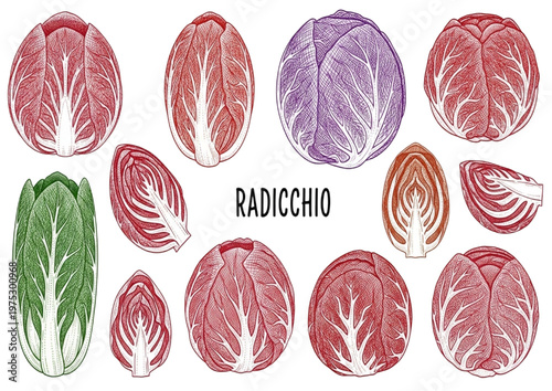 Radicchio vegetables a variety of fresh red and purple cabbages illustrations