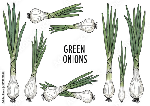 Green onions, also known as scallions, a flavorful and versatile ingredient for culinary creations
