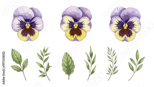 Set of detailed pansy flower illustrations in purple and yellow colors along with separate green leaves and sprigs for botanical design.