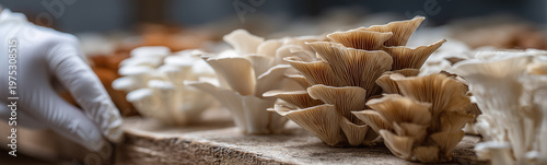 Mushroom Harvest: Close-up ...