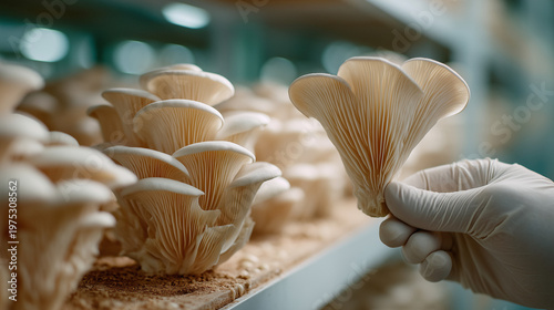 Mushroom Harvest in Progress: A close-up view of a gloved hand delicately holding a fresh oyster mushroom, showcasing the meticulous process of cultivation and the bounty of the harvest.