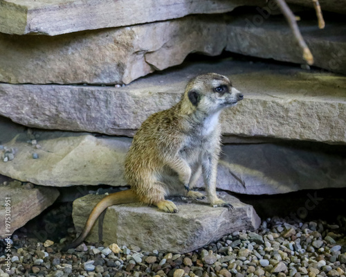 meerkat