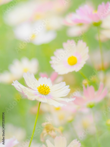 やさしいクリーム色のコスモス。秋の公園や花壇を彩るコスモスのある風景。ふんわりした雰囲気。背景。自然風景素材。