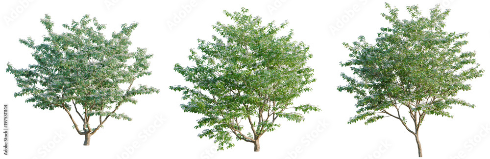 Obraz premium Cornus kousa chinensis tree, elevation, front view, cutout, transparent background, isolate, Isolated Tree with Lush Green Foliage on a Clear Background for Nature and Botanical Designs