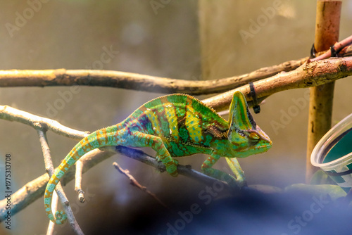 Chameleon