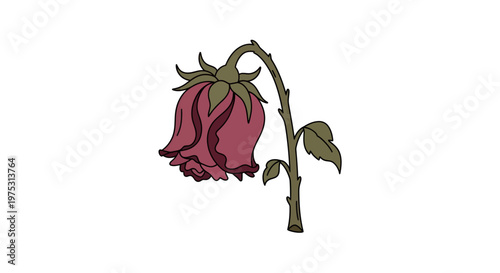 Wilting Rose Vector Illustration in Flat Cartoon Style, Isolated on White Background, Symbolizing Sadness, Loss, or the End of Life Cycle