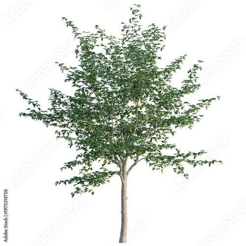 Obraz na płótnie Nyssa sinensis tree, elevation, front view, cutout, transparent background, isol