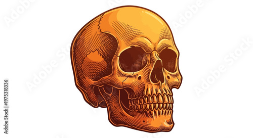 A detailed illustration of a human skull.