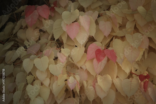 Pink bodhi leaves,the genetic mutants causes the chlorophyll producing gene in the leaf to be missing which gives the leaves a beautiful pink &white color
Wat Si Buathong, Ang Thong Province. THAILAND