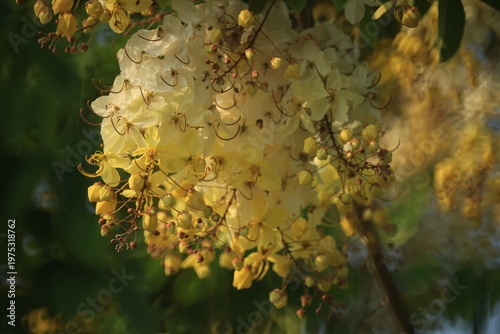 White Rainbow Shower Tree (Cassia Nealiae) is  a paler flower variety of a paler flower variety of Cassia Fistula (Golden shower tree)