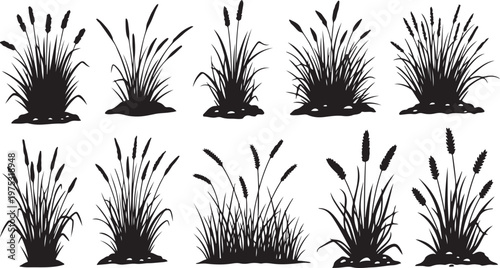 Set of cattail silhouettes on white background illustration design