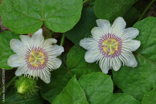 Stinking Passion Flower(Passiflora foetida)is a climbing herbaceous perennial plant growing from a woody rootstock .
The complete perfect actinomorphic flowers are arranged are solitary in leaf axils.