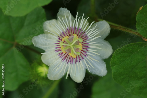 Stinking Passion Flower(Passiflora foetida)is a climbing herbaceous perennial plant growing from a woody rootstock .
The complete perfect actinomorphic flowers are arranged are solitary in leaf axils.