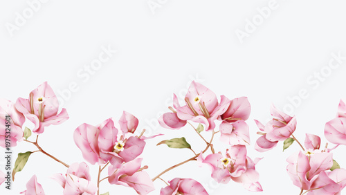 Horizontal border featuring watercolor-style pink Bougainvillea flowers on a ...