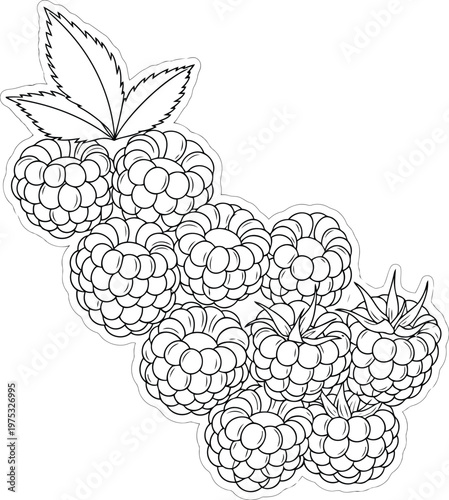 blackberries with leaves illustration