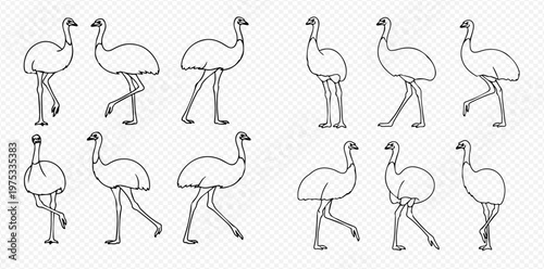 Emu walk cycle animation frames in outline style for motion design and character rigging.
