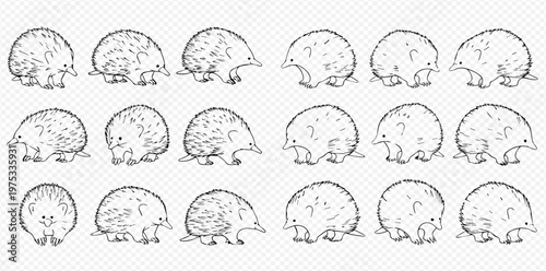 Set of hand-drawn echidnas in various poses, black and white sketch illustration for wildlife and nature themes.