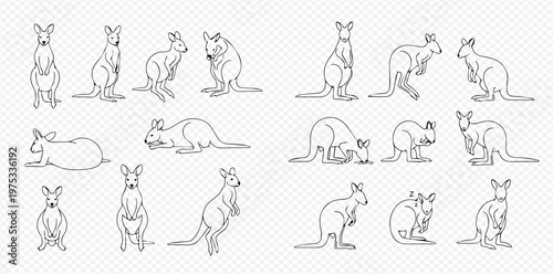 Set of black and white line art illustrations of kangaroos in various poses, including standing, sitting, lying, and with a joey.