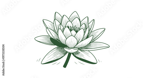 Elegant vector illustration of a blooming water lily isolated on white