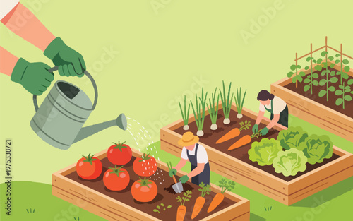 People Gardening and Growing Organic Vegetables in Raised Garden Beds Illustration