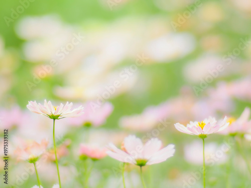 やさしいクリーム色のコスモス。秋の公園や花壇を彩るコスモスのある風景。ふんわりした雰囲気。背景。自然風景素材。