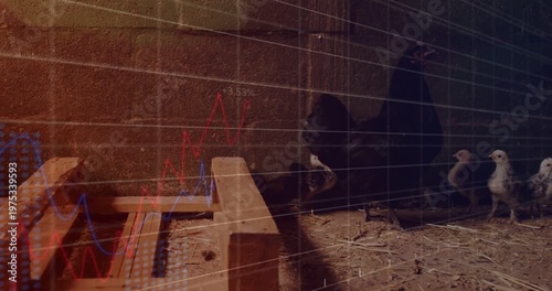 Black hen nudging chicks forward in farm coop, foraging while charts and percent labels sweeping